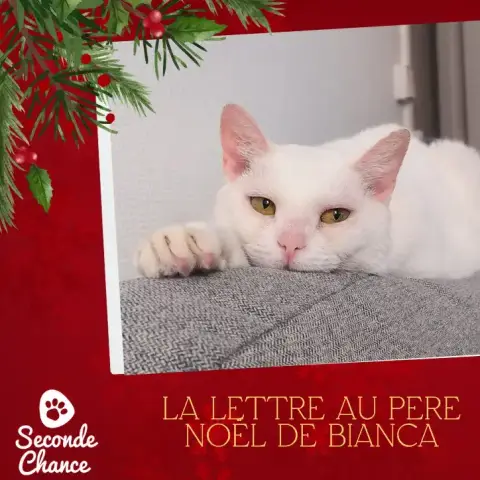 La Lettre Au Père Noël De Bianca