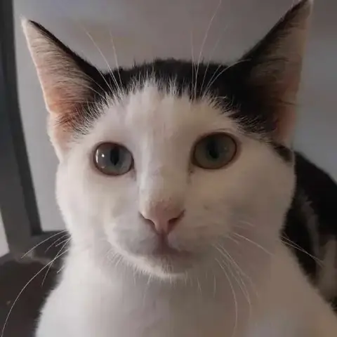 Vito