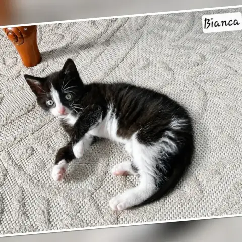 Bianca