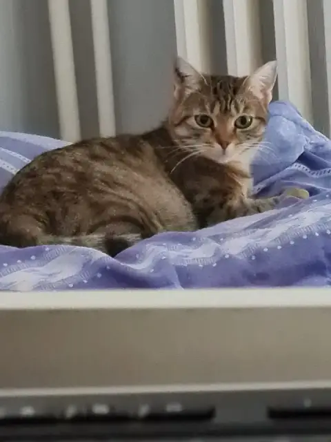 Doriane