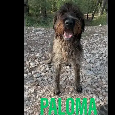 Paloma