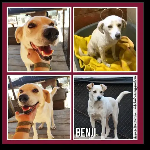 Benji