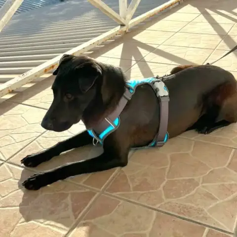 ✨️ Nyxe ✨️ 🐶 photo 2