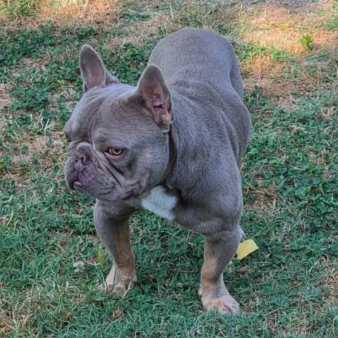 Vador