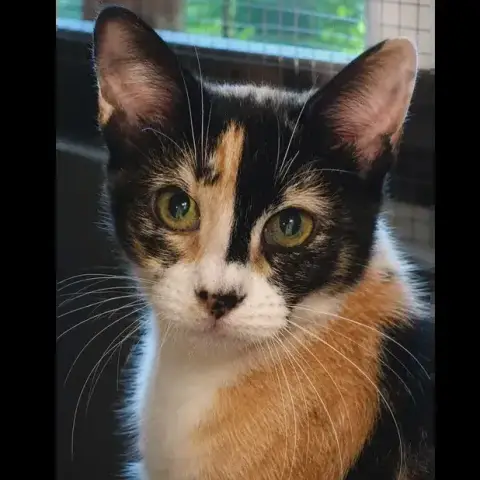 Baya