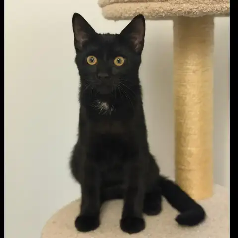Simon