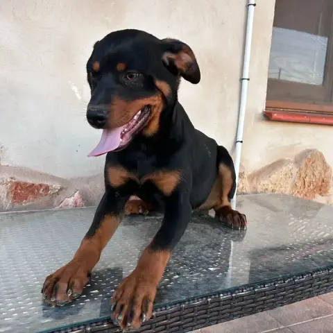 Alex