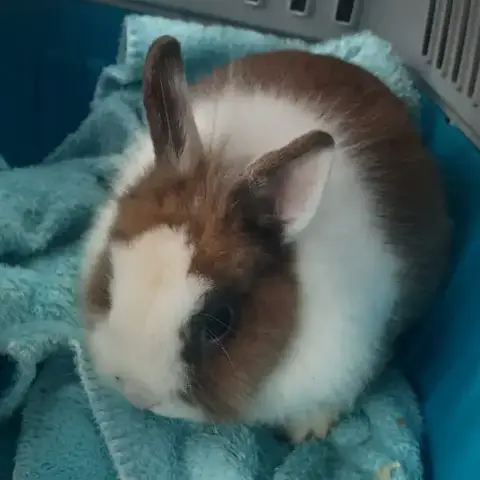 Mokka