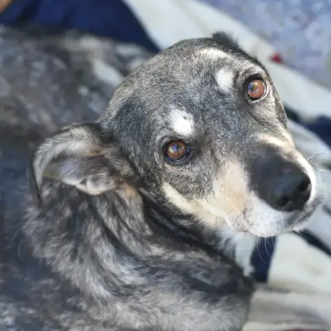Asha