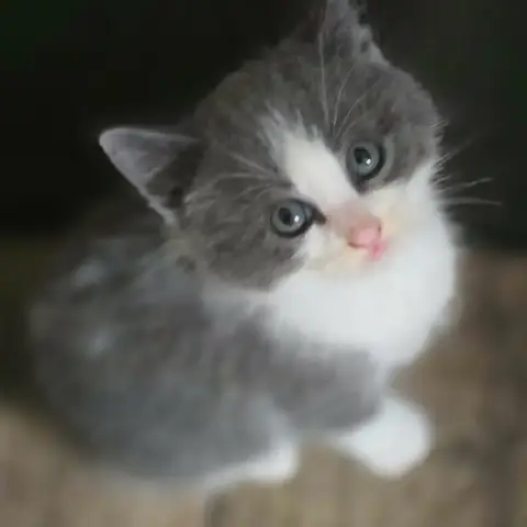 Pavel
