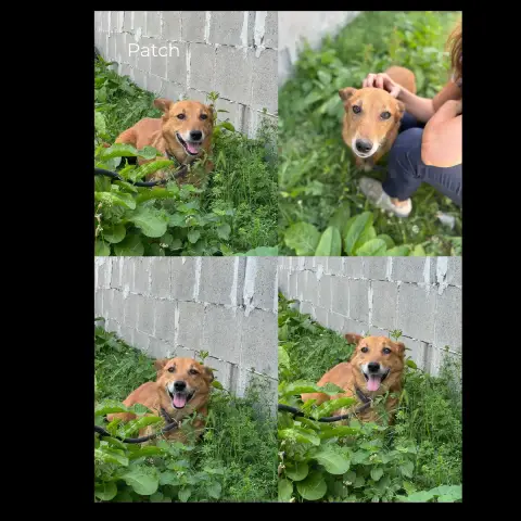 Patch