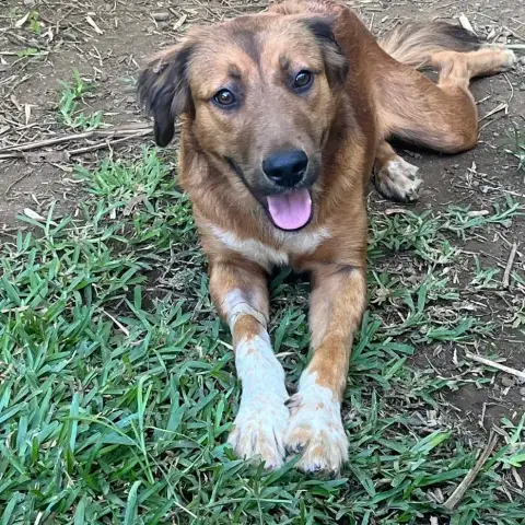 Tsanga