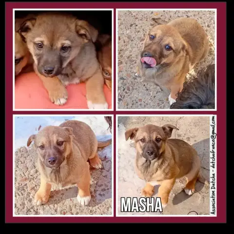 Masha