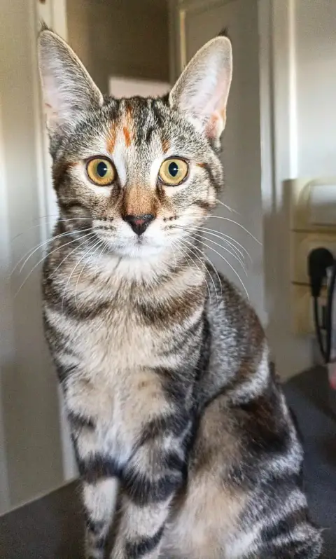 Laika