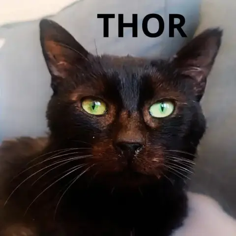 Thor