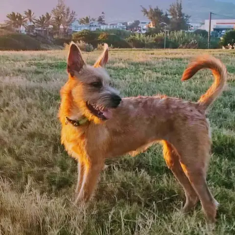 Foxy