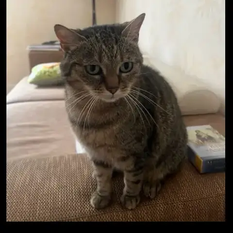 Pussycat photo 2
