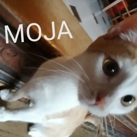 Moja photo 3