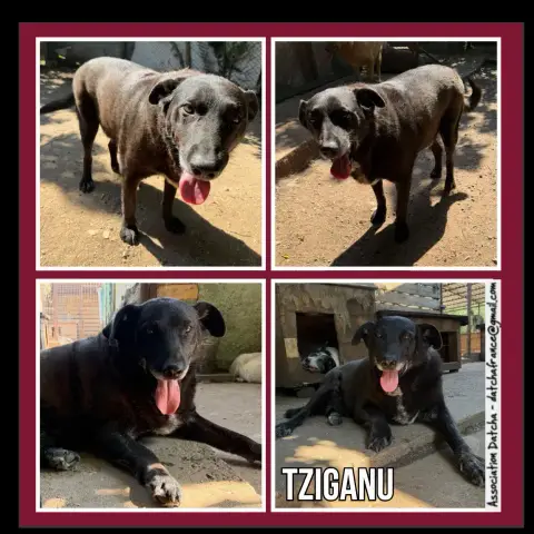 Tziganu