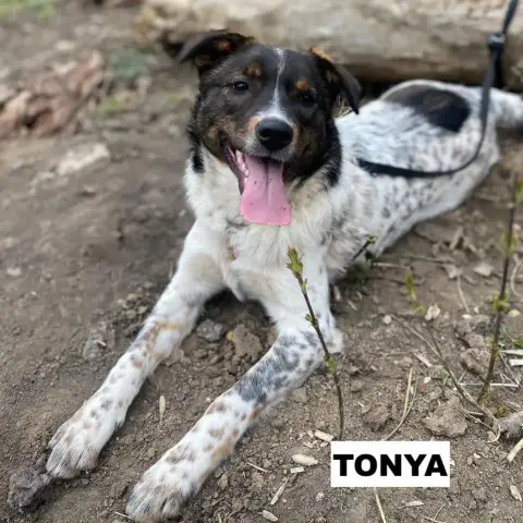 Tonya