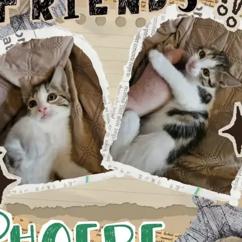 Phoebe