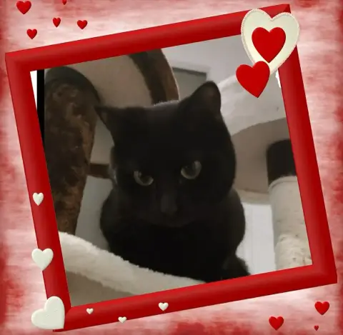 Sirius