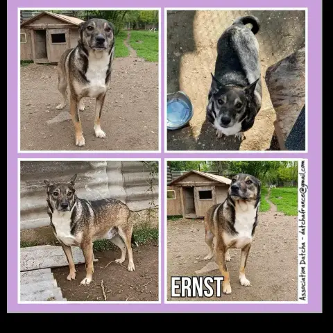 Ernst