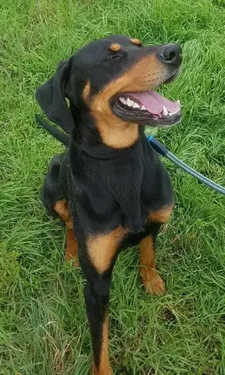 Marley