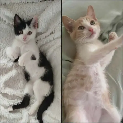 Gaby Et Pandi