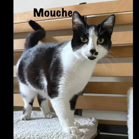 Mouche photo 2