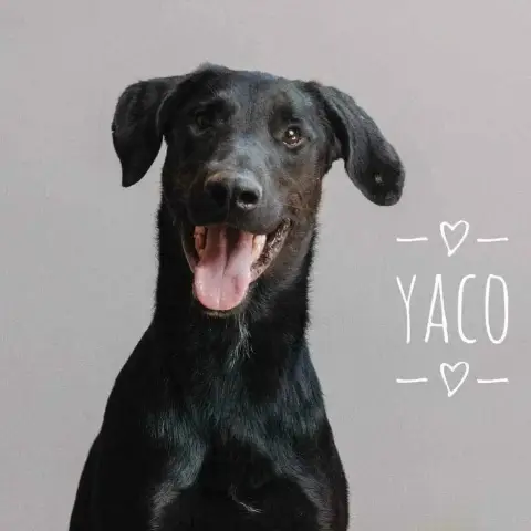 Yaco