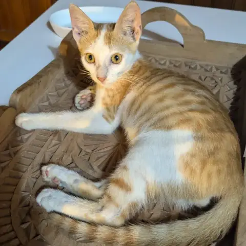 Moja
