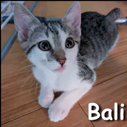 Bali