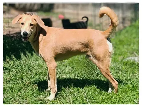 Maestro