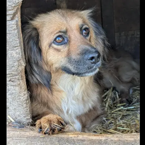 Trixie photo 2