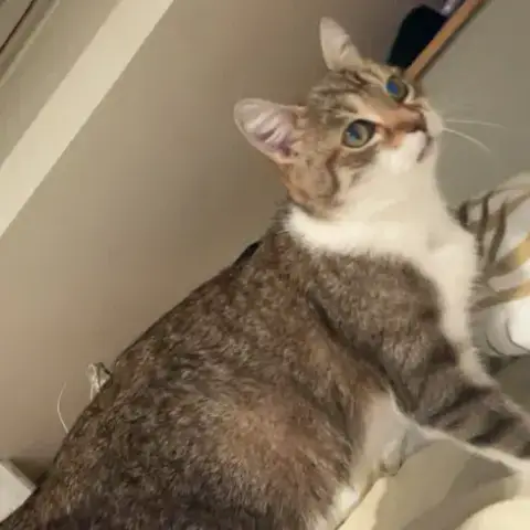 Kitty