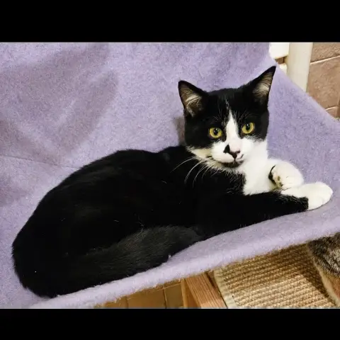 Zorro photo 3