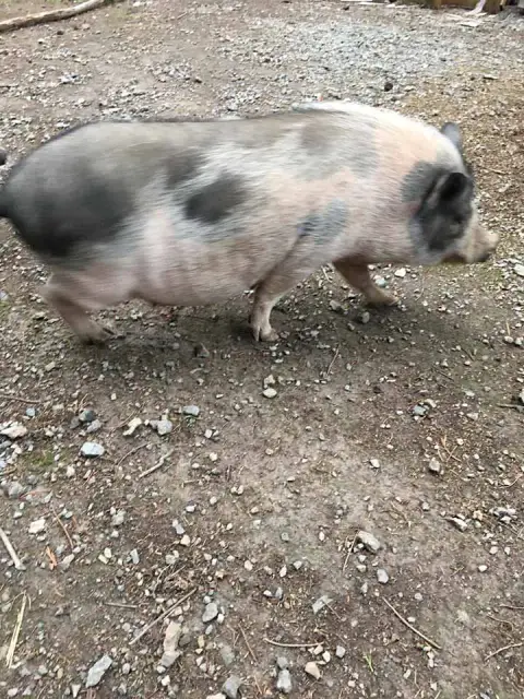 Mouillette