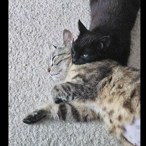 Noxie Et Grisouille