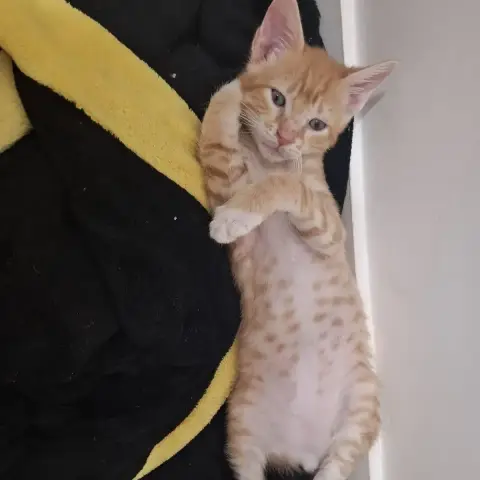 Sam