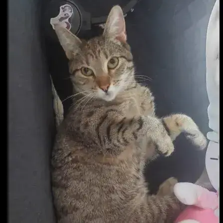 Jiji photo 2