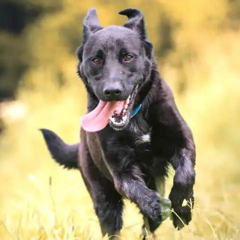 Odin photo 2