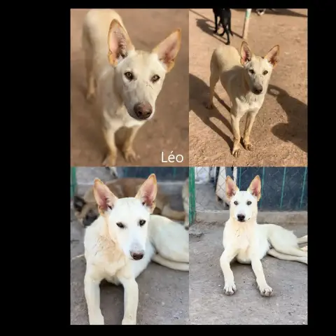 Leo