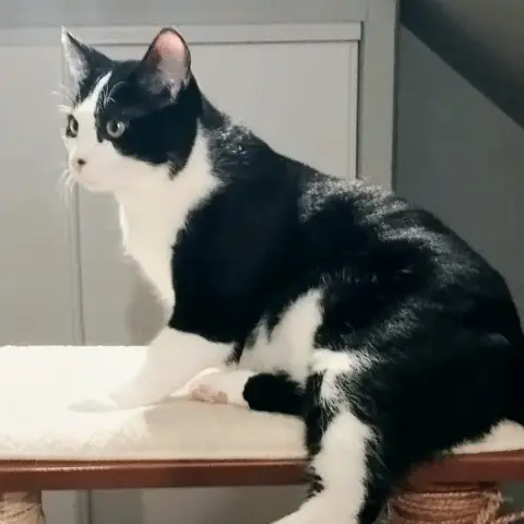 Anda