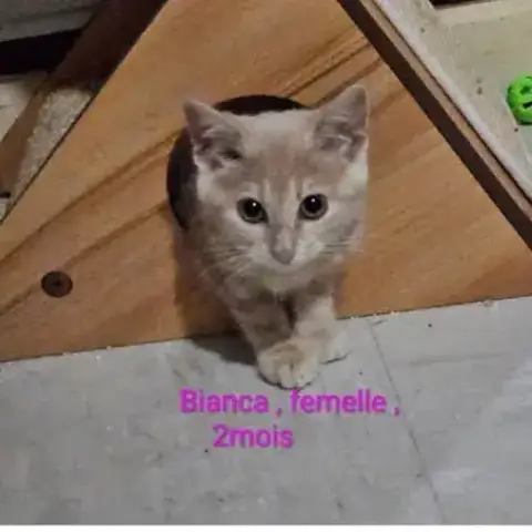 Bianca