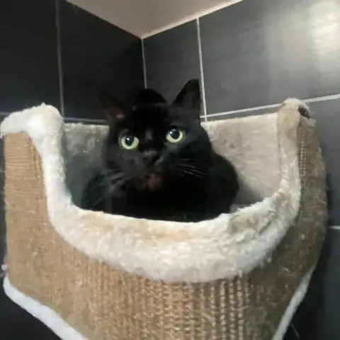 Titinette