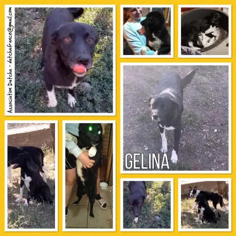 Gelina
