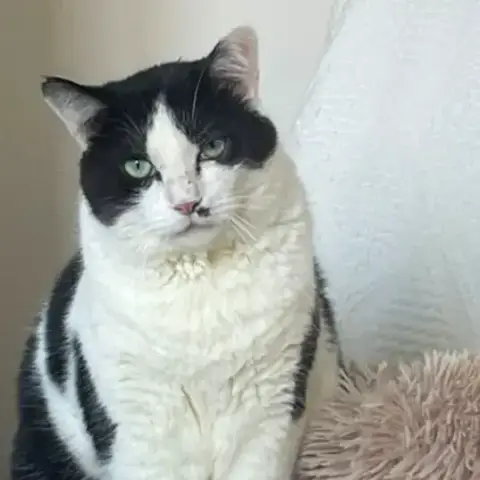 Pat