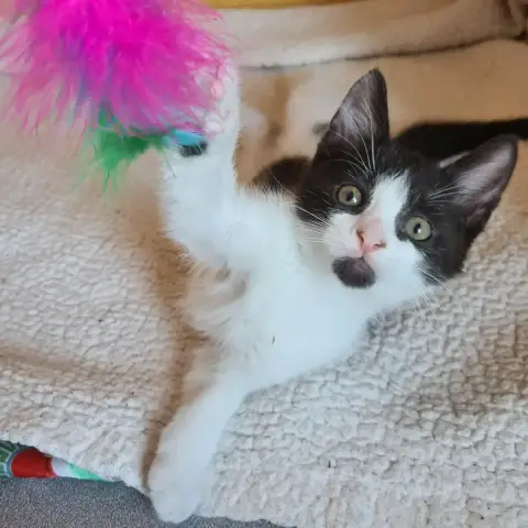 Berlioz