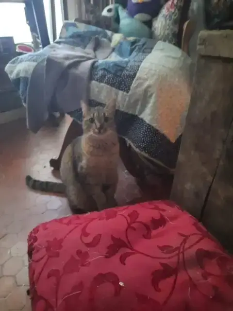Mam